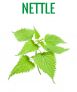 NETTLE